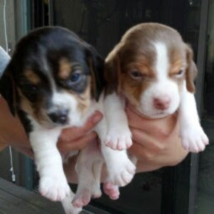 Meet your Posher, Cynthia